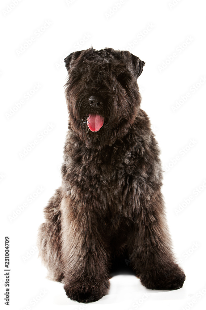 Sitting Bouvie des Flandres puppy dog, isolated on white, front view Sitting Bouvie des Flandres puppy dog, isolated on white, front view
