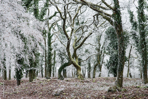 Entrelacement de deux arbres en hiver dans une forêt de Moselle © Olivier Piéton
