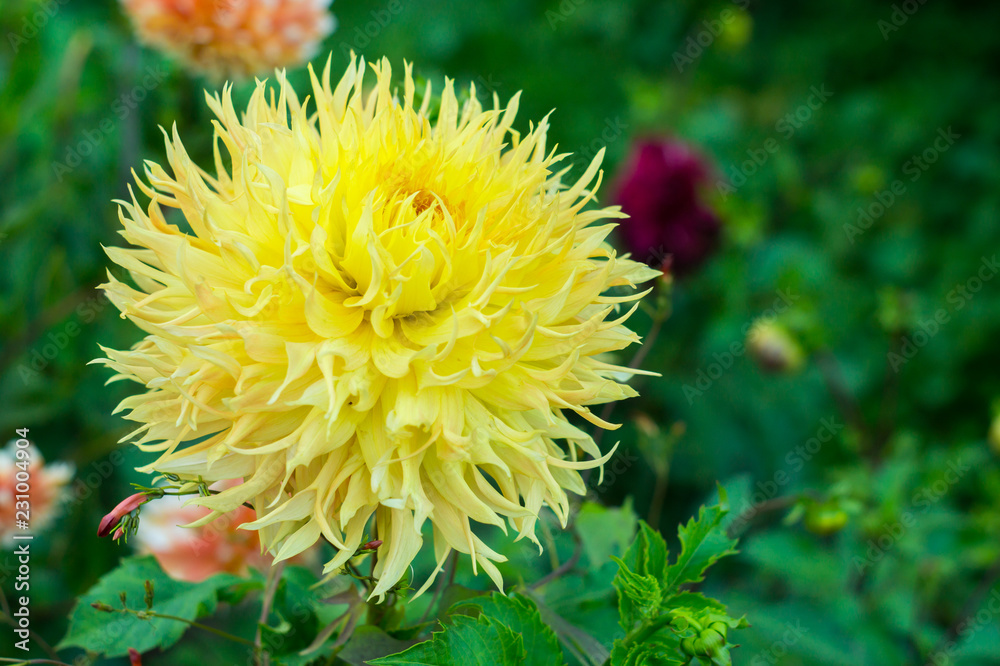 Yellow dahlia flower on the bush closeup Yellow dahlia flower on the bush closeup