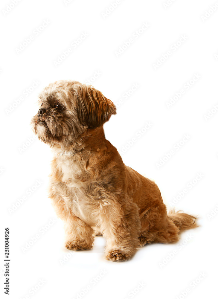 Sitting  Tibetan Terrier bitch puppy, side front view, isolated on white background