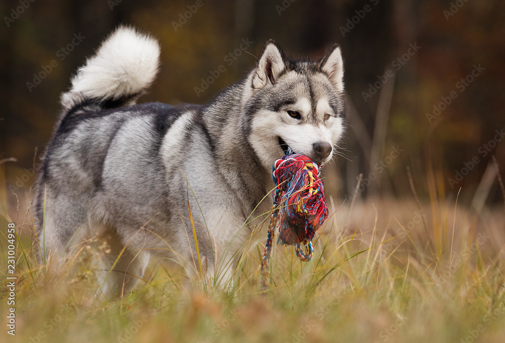 dog playing with a toy on the lawn