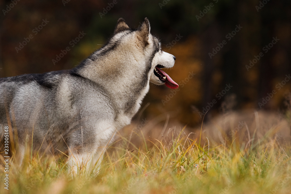 Malamute dog in the woods