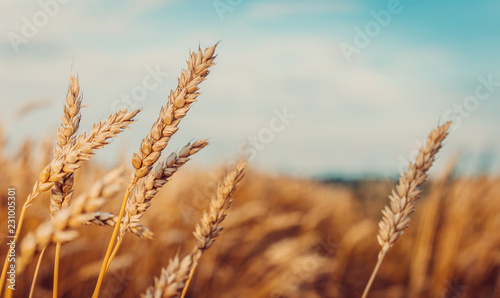 Wheat field. full of ripe grains, golden ears of wheat or rye close up