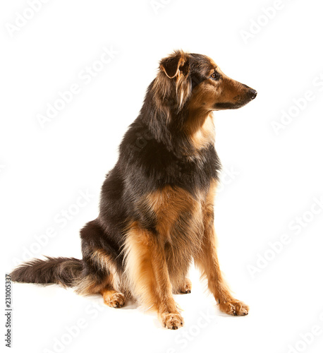 Fototapeta Naklejka Na Ścianę i Meble -  Pretty crossbreed bitch sitting, three quarter view, looking to side and isolated on white