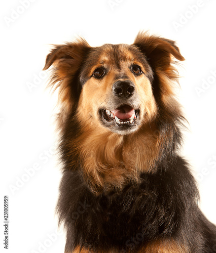 Portrait of pretty crossbreed bitch