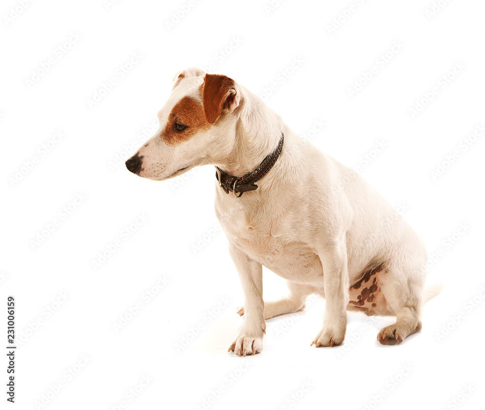 Sitting Jack Russell terrier, white with patch over one eye, side view