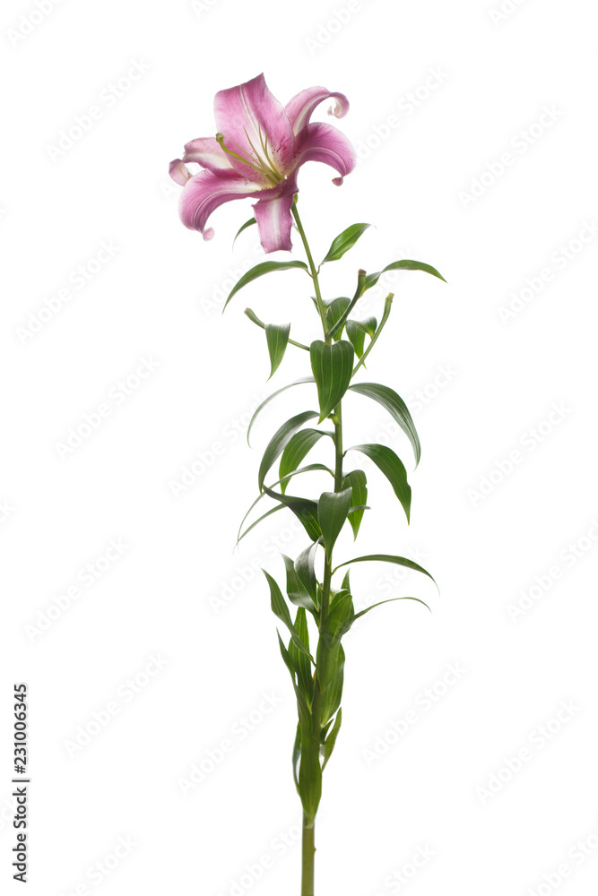 Tender lilac lily flower isolated on white background.