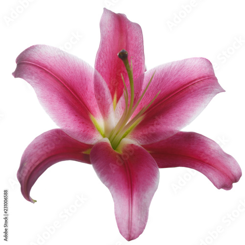 Flower red wine lily isolated on white background.
