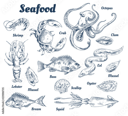 Seafood Poster and Species Vector Illustration