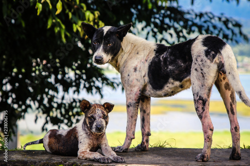 Chiens abandonnés à Bali