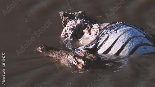 Crocodile eating dead zebra in a river stream in Maasai Mara triangle, Kenya