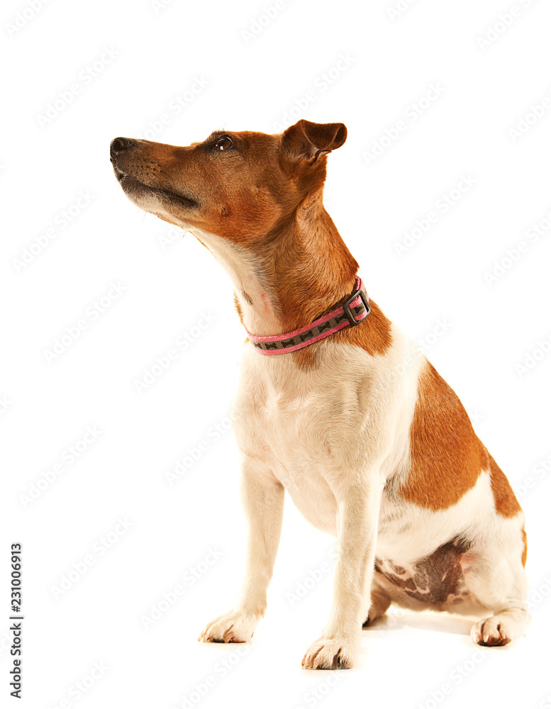 Jack Russell Terrier sitting, side view with head cocked