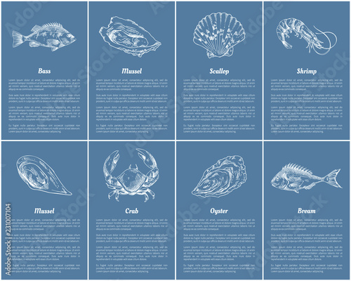 Scallop and Clam Posters Set Vector Illustration