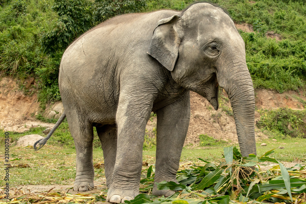 Fototapeta premium Elephant Getting Lunch