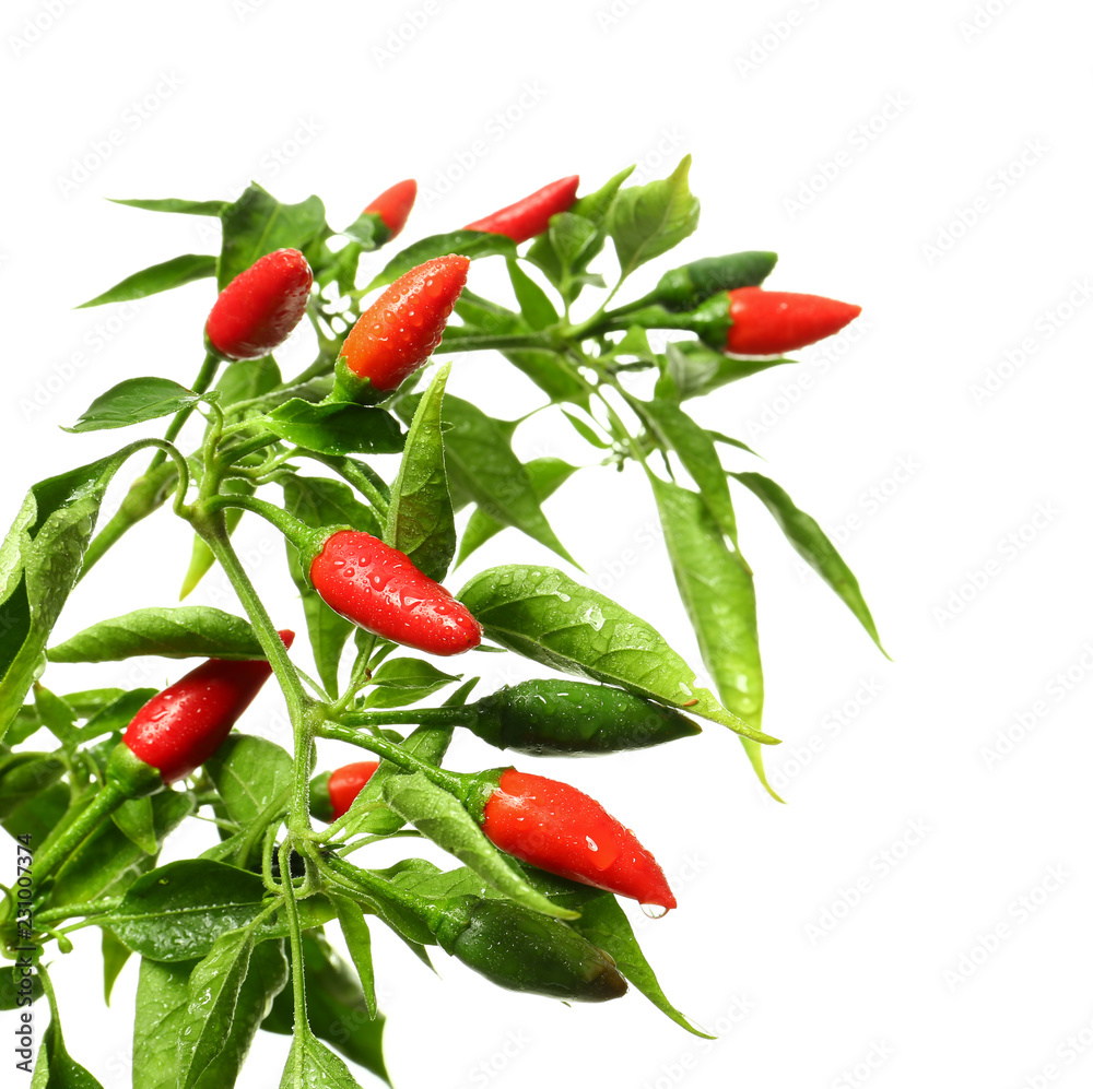 Branch with red chili peppers on white background Branch with red chili peppers on white background