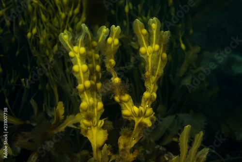 Brown seaweed Bladder Wrack (Fucus vesiculosus), Norwegian Sea, Northern Atlantic, Norway, Europe