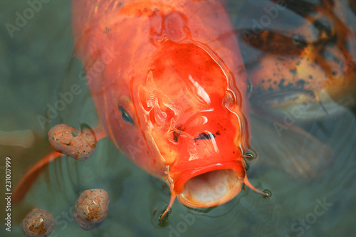 One orange carp photo