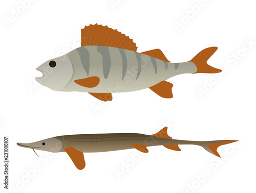 Fish Aquatic Marine Animals Vector Illustration