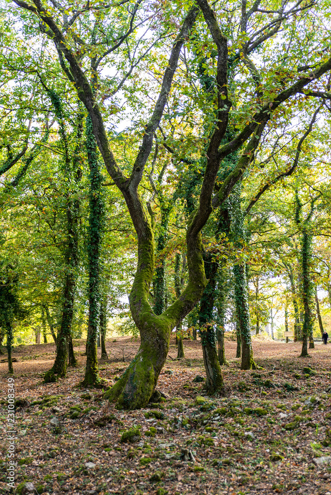 Arbre couvert de mousse en forêt sous une lumière d'automne Arbre couvert de mousse en forêt sous une lumière d'automne