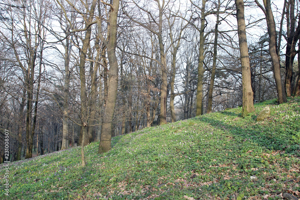 Obraz premium Park afternoon scene diagonal composition