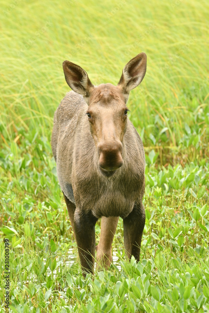 Young Moose Wading Through a Pond Young Moose Wading Through a Pond