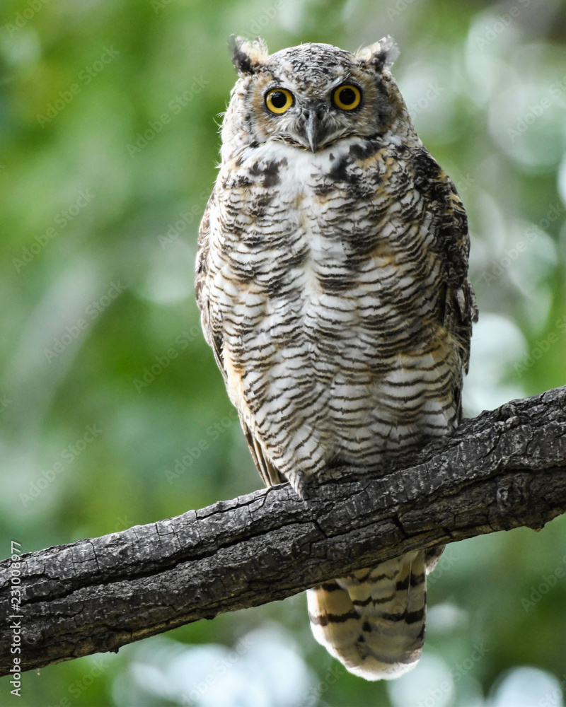 Fototapeta premium great horned owl