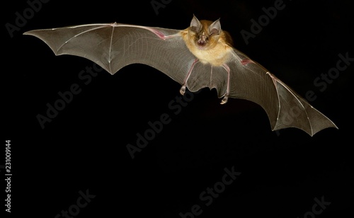 Bat flying at night sky photo