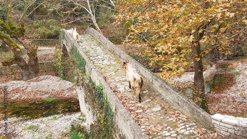 goats on the bridge in Vrosina village in Ioannina Greece photo