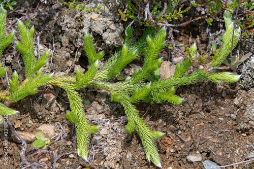 Lycopodium squarrosum (Lycopodium clavatum), Pillberg, Tyrol, Austria, Europe photo