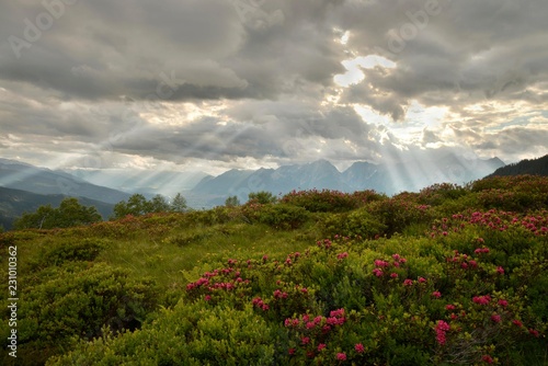 Naunzalm with blooming rust leaves Rusty-leaved alpenrose (Rhododendron ferrugineum), cloudy sky, behind the Karwendel Mountains, Tux Prealps, Tyrol, Austria, Europe photo