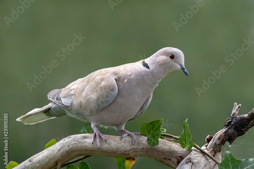 Eurasian Collared Dove (Streptopelia decaocto) sits on a branch, Schwaz, Tyrol, Austria, Europe