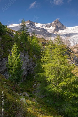 European larches (Larix decidua) and Swiss pines (Pinus cembra) at the tree line, behind Schwarze Wand und Hoher Zaun, Venediger Group, National Park Hohe Tauern, East Tyrol, Austria, Europe photo