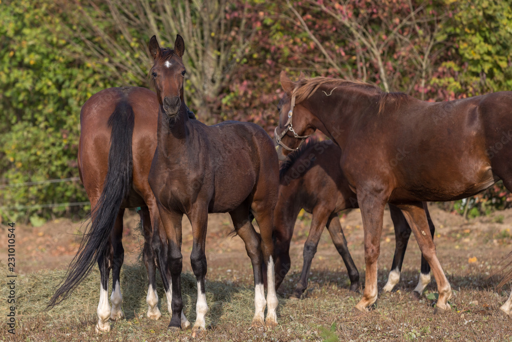Gruppe Pferde auf dem Paddock im Herbst Gruppe Pferde auf dem Paddock im Herbst