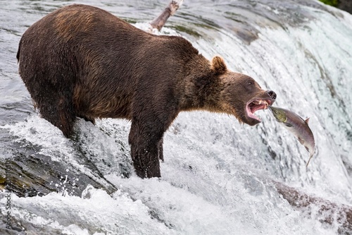 Brown bear catching fish