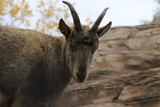The West Caucasian tur Capra caucasica syn Capra caucasica caucasica is a mountain-dwelling goat-antelope found only in the western half of the Caucasus Mountains range.