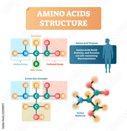 Amino acids structure vector illustration. Serine molecule diagram.