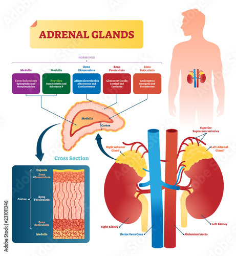 Adrenal glands vector illustration. Labeled scheme with hormones types photo