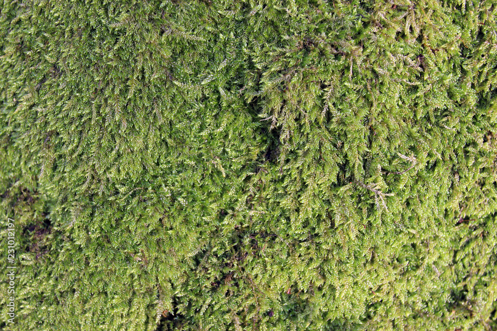 Moss covered oak tree bark close up detail texture Moss covered oak tree bark close up detail texture