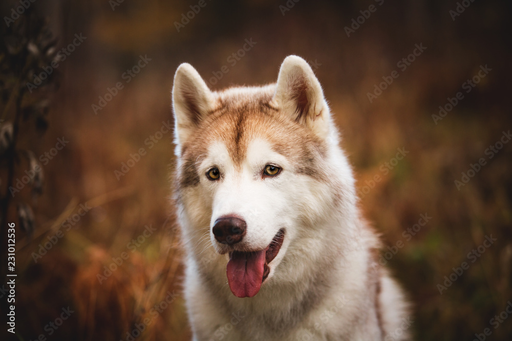 Close-up Portrait of adorable Siberian Husky dog sitting in the bright autumn forest