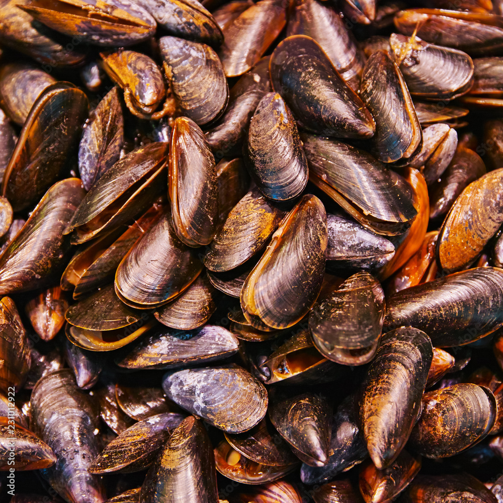 Shellfish Shellfish