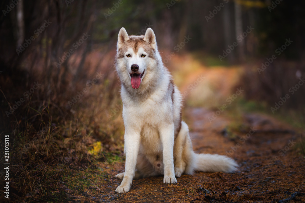 Portrait of adorable Siberian Husky dog sitting in the bright enchanting fall forest