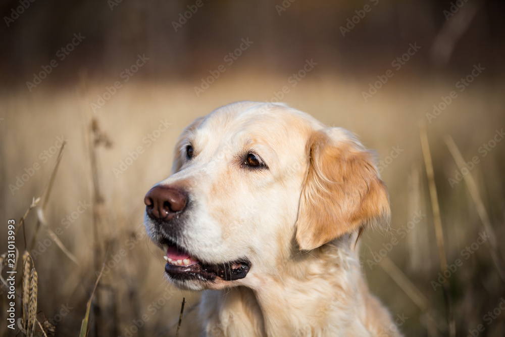 Profile portrait of beige dog breed golden retriever sitting in the withered rye field in autumn Profile portrait of beige dog breed golden retriever sitting in the withered rye field in autumn