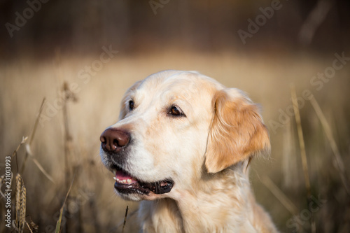 Profile portrait of beige dog breed golden retriever sitting in the withered rye field in autumn © Anastasiia