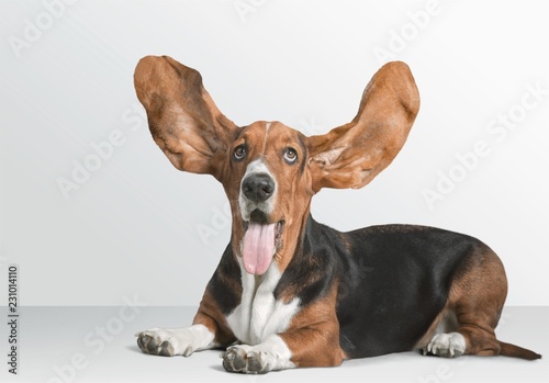 Slika na platnu Cute Basset Hound dog on white background