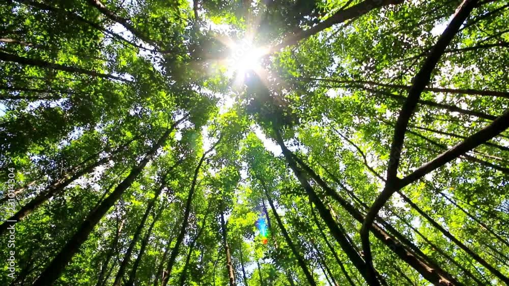The up-risen angle of mangrove forest in Thailand , Panning video
