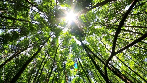 The up-risen angle of mangrove forest in Thailand , Panning video