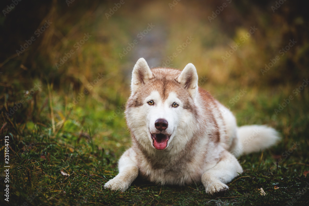 Portrait of adorable and beautiful siberian Husky dog lying in the bright fall forest at sunset Portrait of adorable and beautiful siberian Husky dog lying in the bright fall forest at sunset