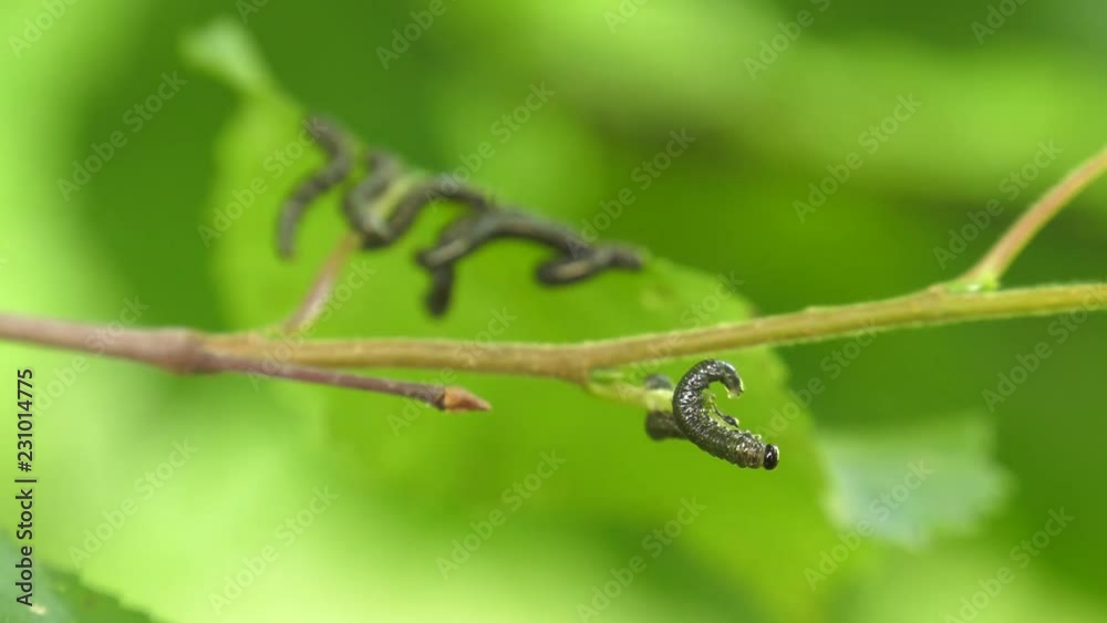 Caterpillars of birch leafminer on birch leaf. Caterpillars of birch leafminer on birch leaf.