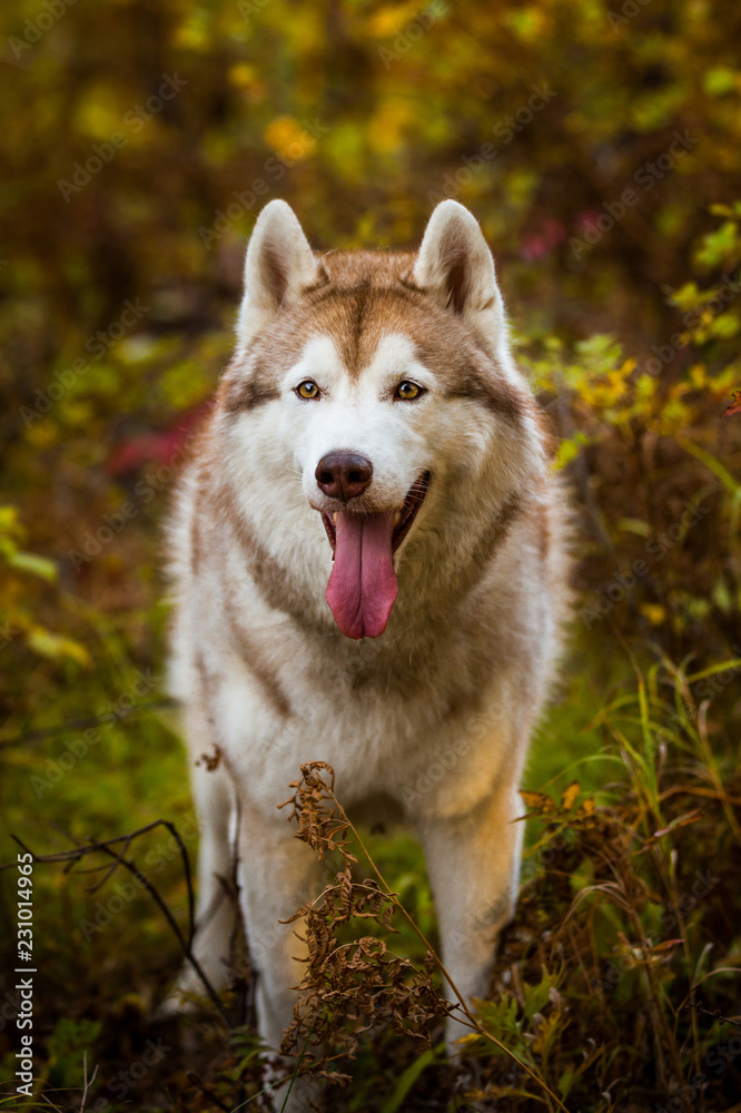 Close-up Portrait of gorgeous Siberian Husky dog standing in the bright enchanting fall forest
