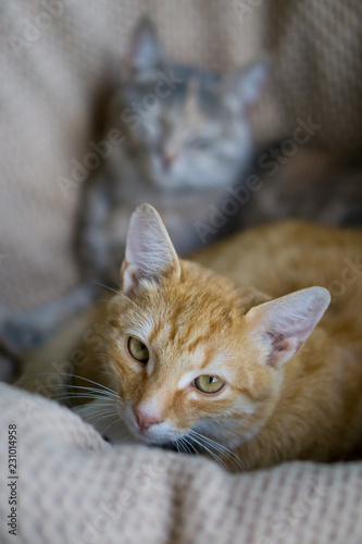 Yellow young cat laying with gray cat in background. © Zoran